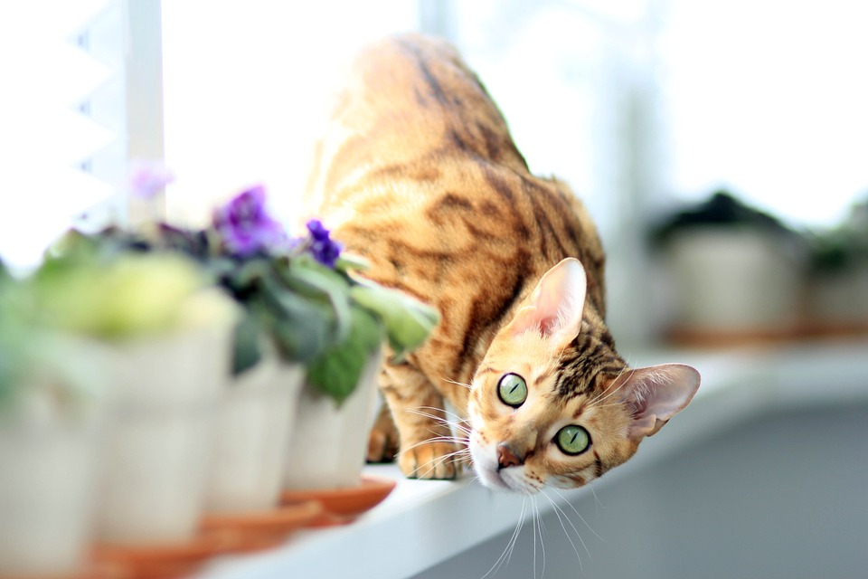 Bengal cat hotsell dietary requirements