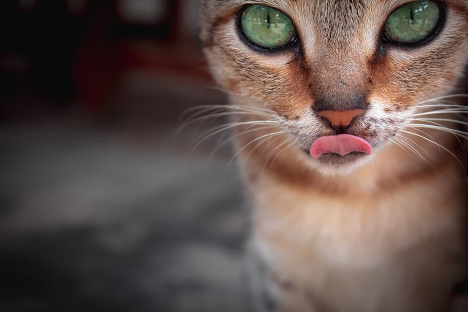 How to choose the best Abyssinian cat food