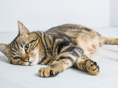 Associated image for Are Bengal cats hypoallergenic? The truth revealed