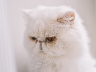 Associated image for Are Persian cats hypoallergenic? Explained in detail