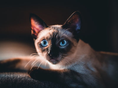 Associated image for Are Siamese cats hypoallergenic, or is it a myth?