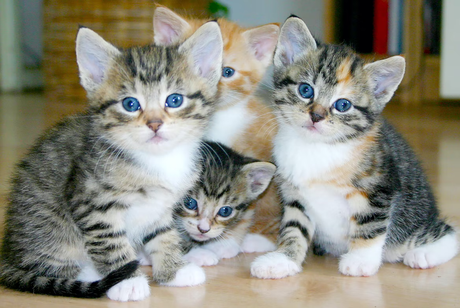Can i give top my cat baby food
