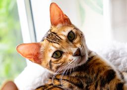 How to deal with Bengal cat food allergies
