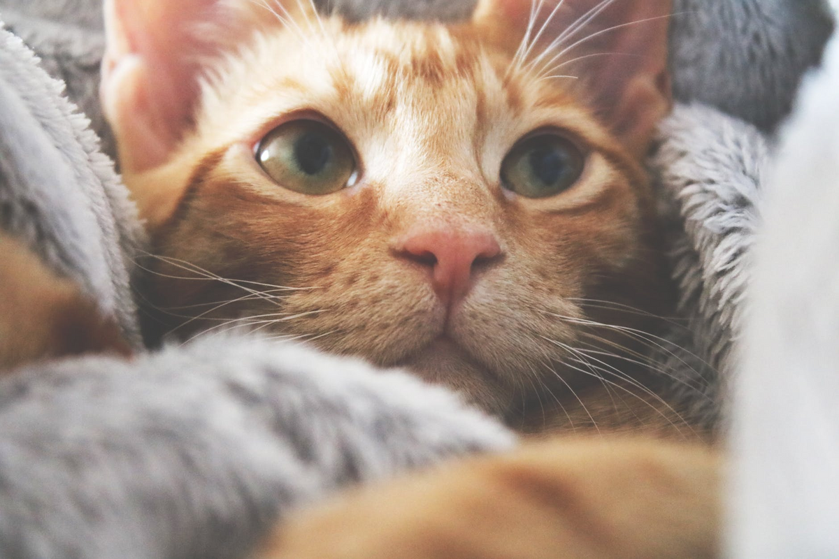 best cat food for stomach problems