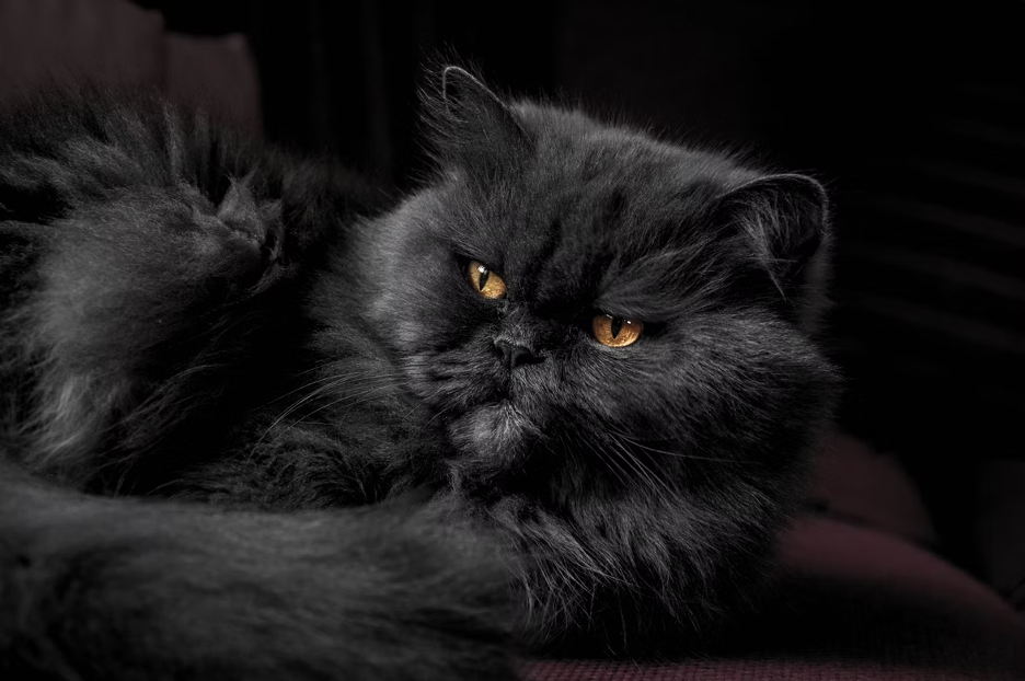 What s so special about the black Persian cat