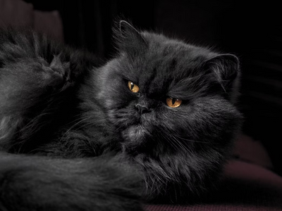 Associated image for What’s so special about the black Persian cat?