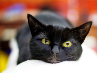 Associated image for What no one tells you about the Bombay cat [Essential guide]