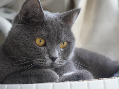 Associated image for All about British Shorthair grooming needs