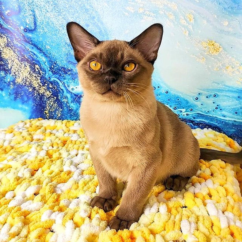 Top facts you should know about Burmese cat food