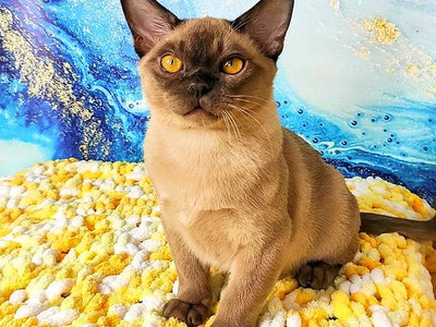 Associated image for Top facts you should know about Burmese cat food