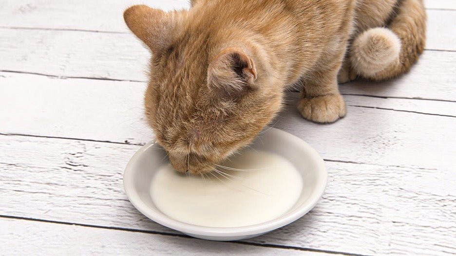 Almond milk store safe for cats