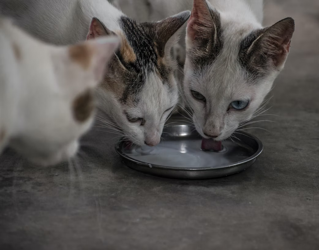 Can cats clearance drink milk safely