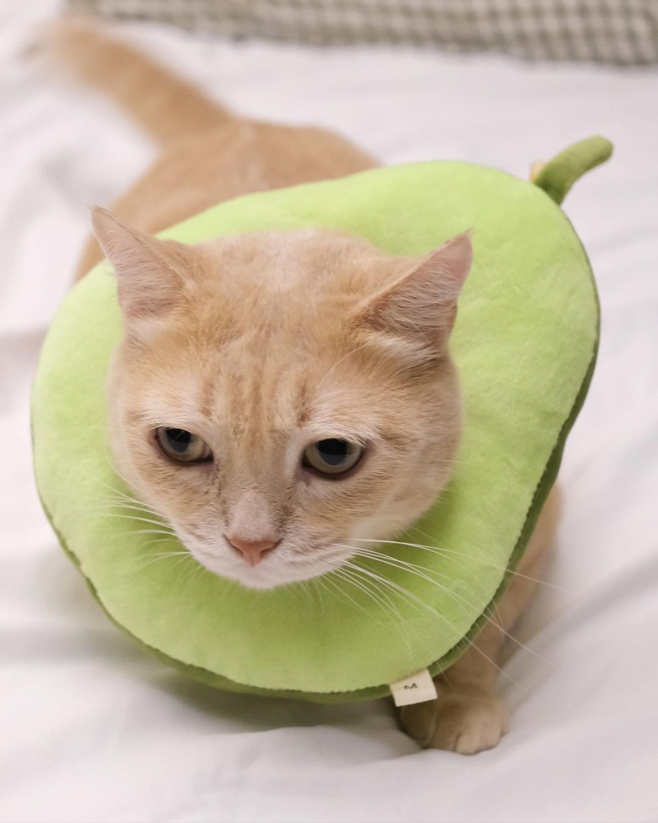 Cats sales eat avocado