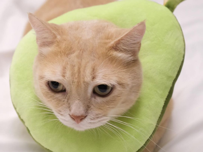 Associated image for Can cats eat avocado? All you need to know