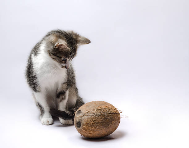 Can cats eat coconut or are tropical treats best avoided