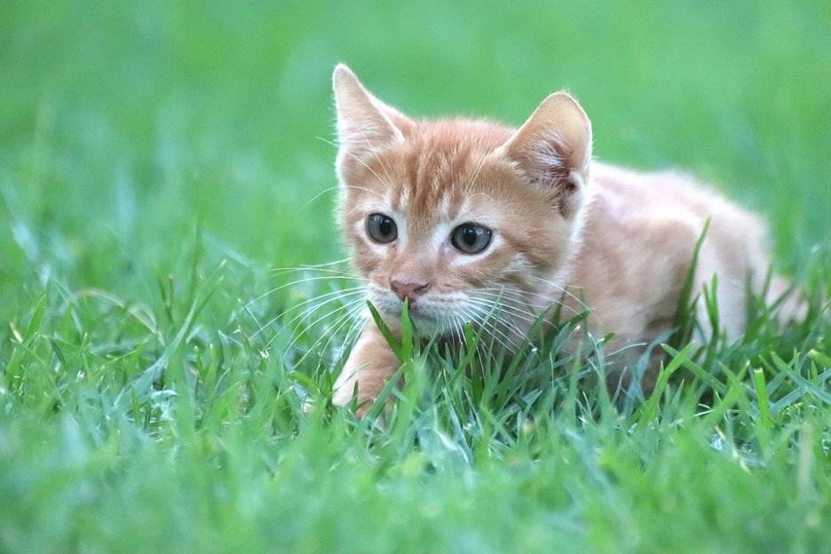 Can cats eat moths or should you discourage them?