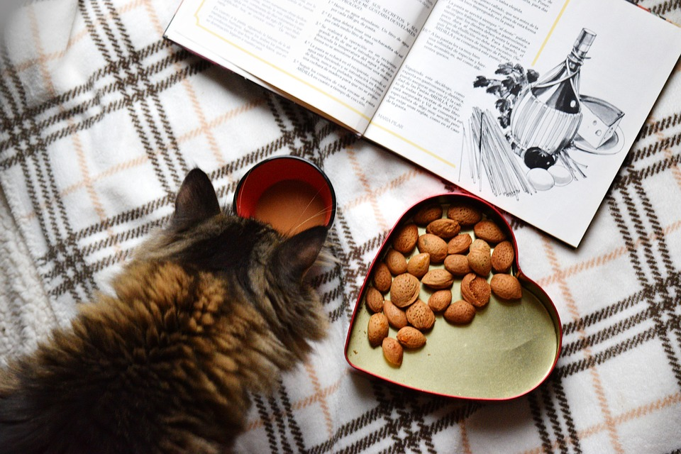 Do squirrels eat cat food best sale