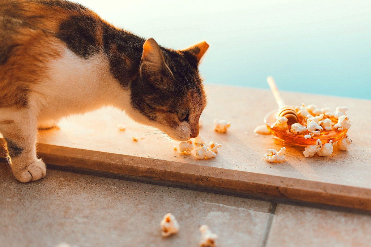 Can cats eat popcorn Safety rules explained