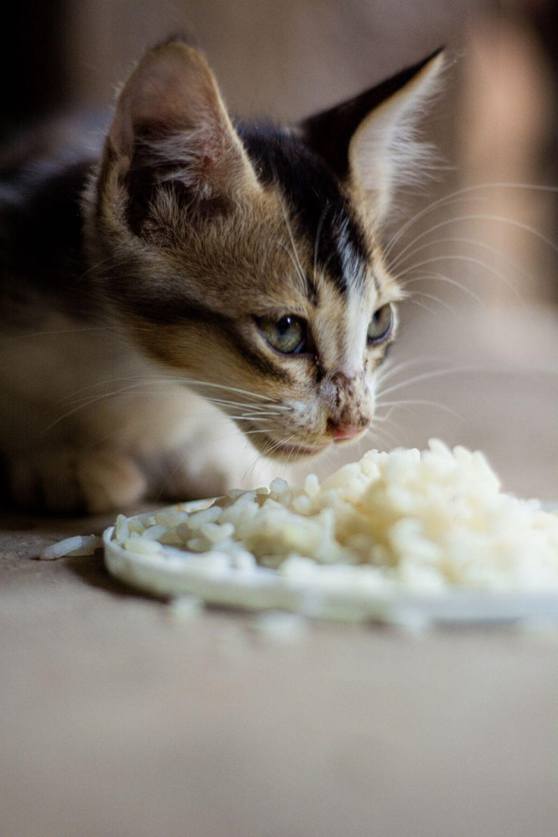 Is rice good for a clearance cat