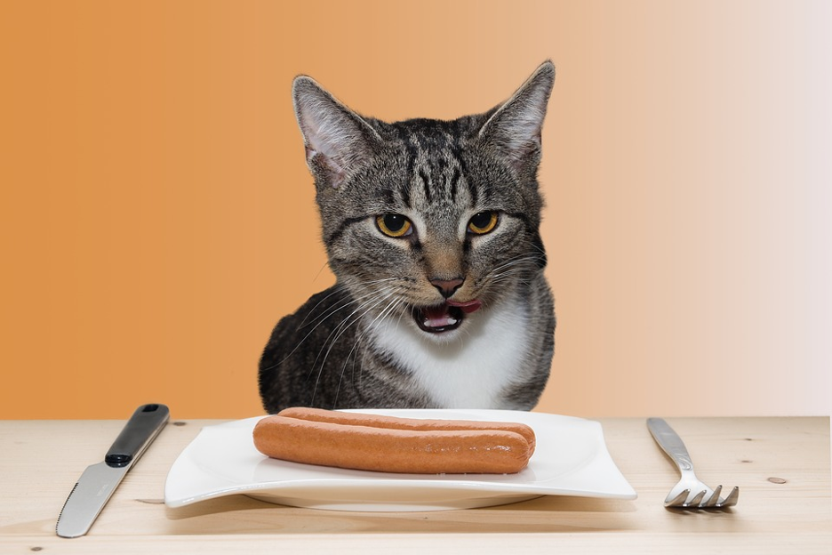 Can you feed cats hot dogs best sale