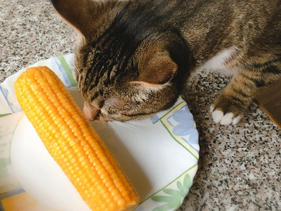 Associated image for Can cats eat sweetcorn and how often? Find out now!