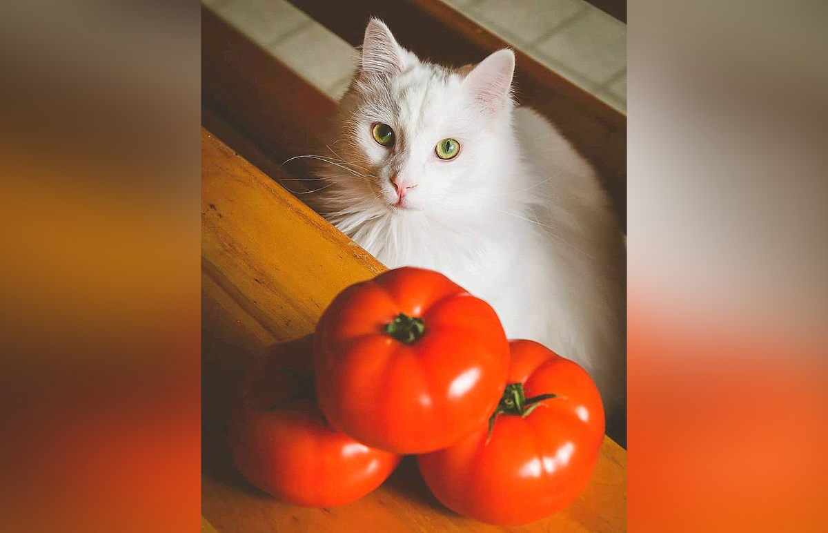 Is tomato safe for cats sale