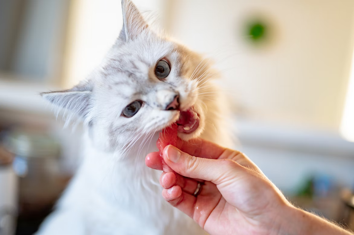 Can cats eat turkey Everything you need to know
