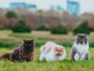 Associated image for Can Persian cats go outside, or should they stay indoors?