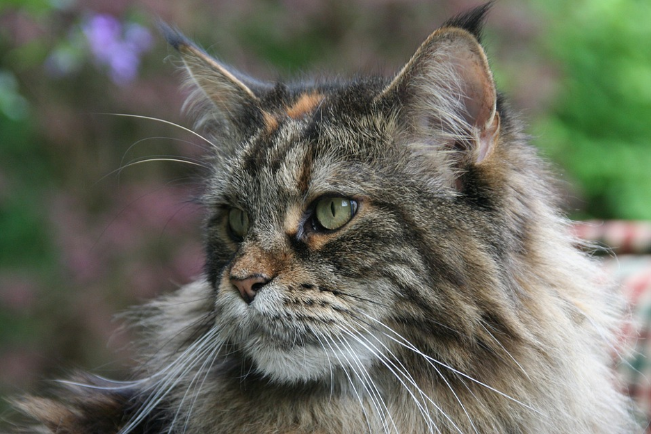 Get The Top Tips You Need On Caring For A Maine Coon