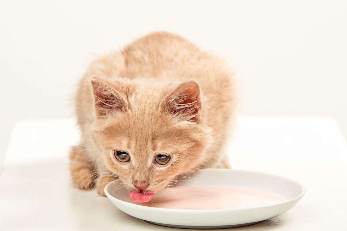 Cat drinking milk not a good idea