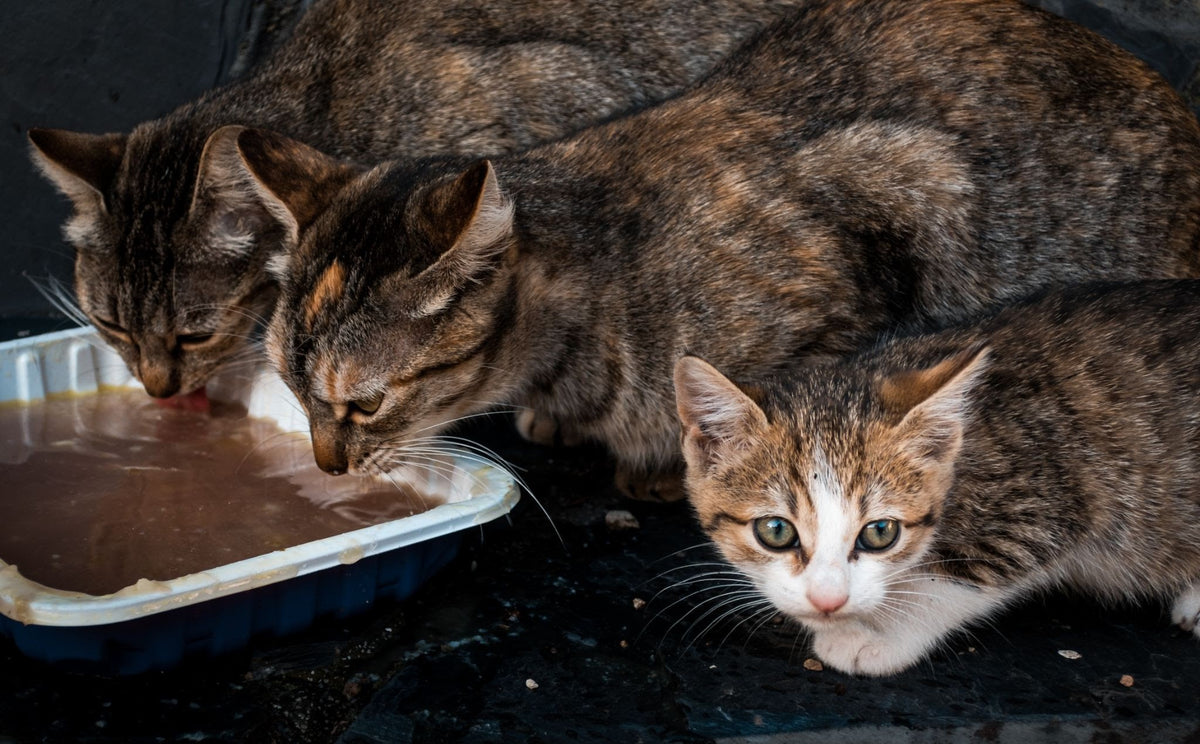 Homemade cat clearance food with gravy