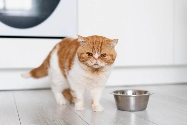My cat is eating less shop than usual