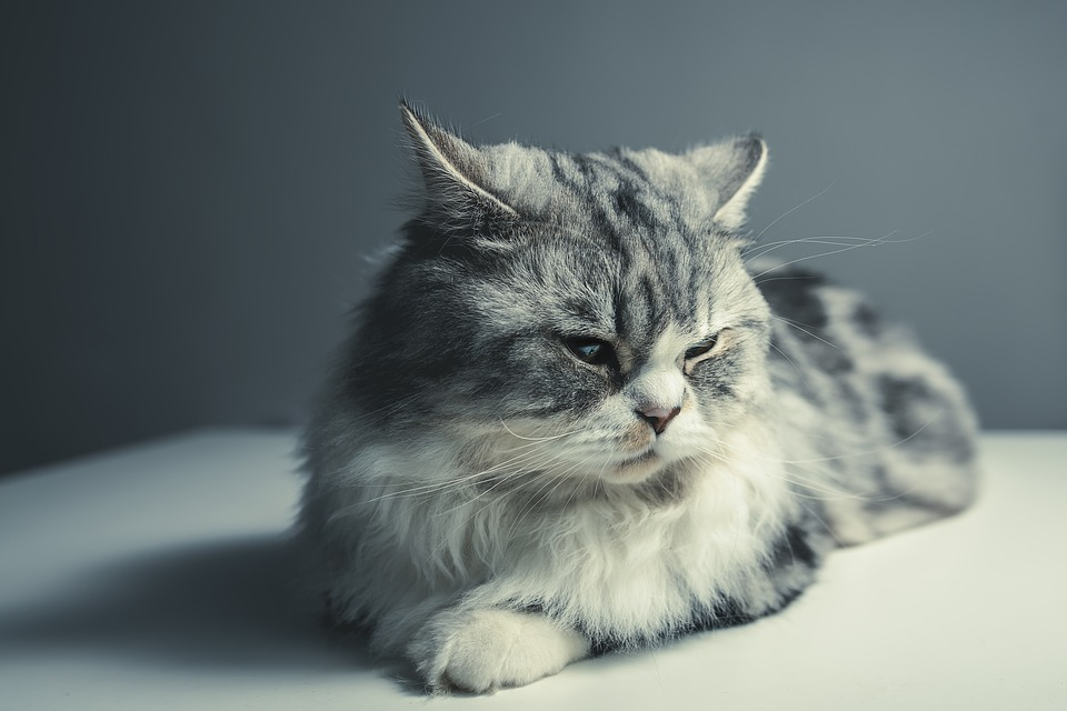 My cat suddenly stopped eating wet food best sale