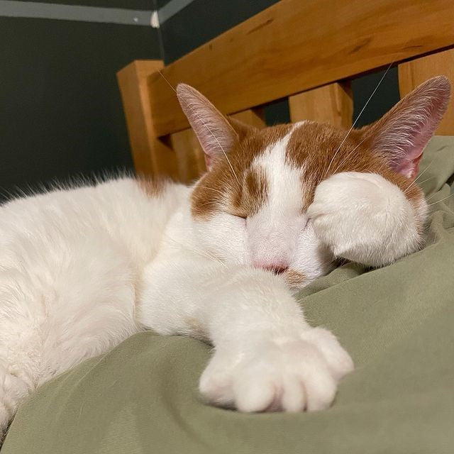 Old cat throwing up food cheap