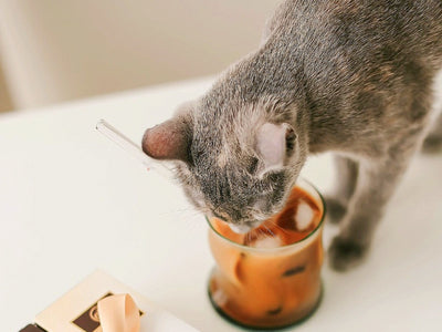 Associated image for Cats eating ice cream—they like it, but is it safe?