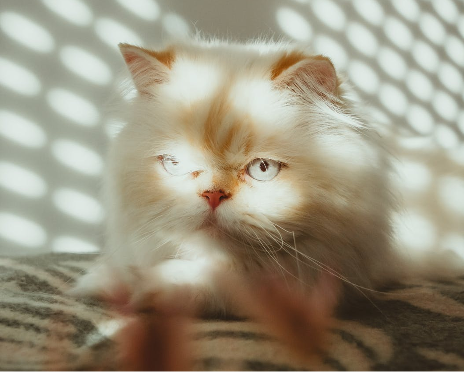 Persian cat hair 2024 fall