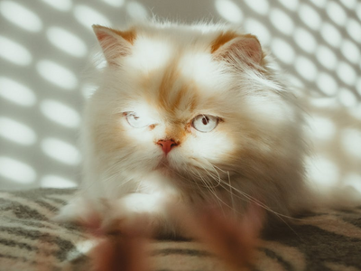 Associated image for Do Persian cats shed excessively? Find out now!