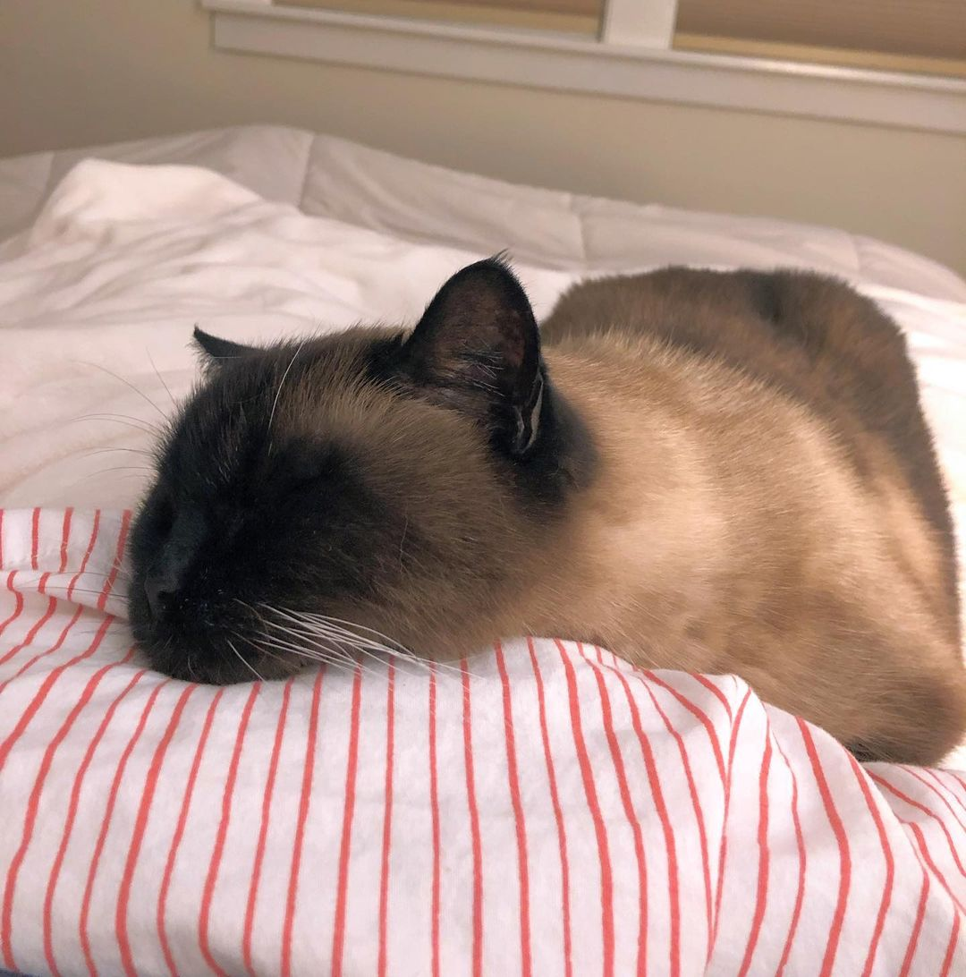 Why is my elderly cat vomiting undigested food Find out here