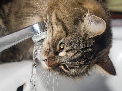 Associated image for Do Norwegian Forest cats like water? Explained in detail