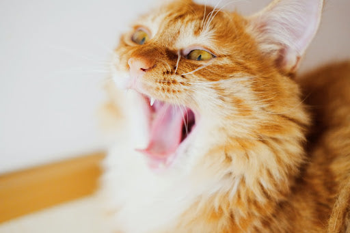 Image showcasing How to stop kitten biting—practical tips for new cat parents