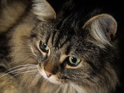 Associated image for Norwegian Forest cat ear tufts—explained in detail