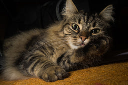 Norwegian Forest cat tabby mix—learn to recognise a Wegie