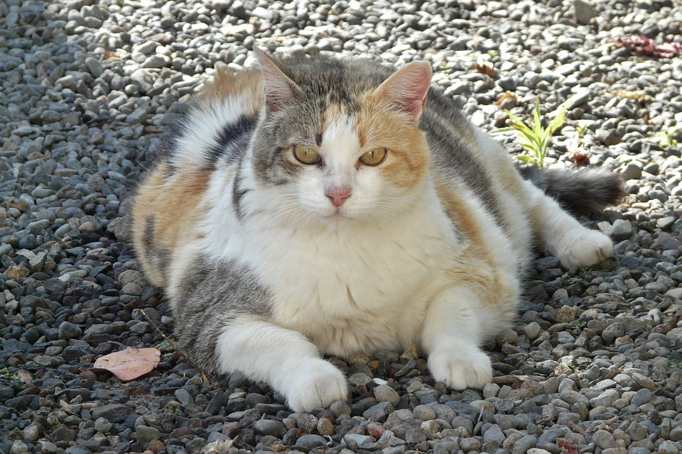 The fat cat chart—keep tabs on your kitty’s weight