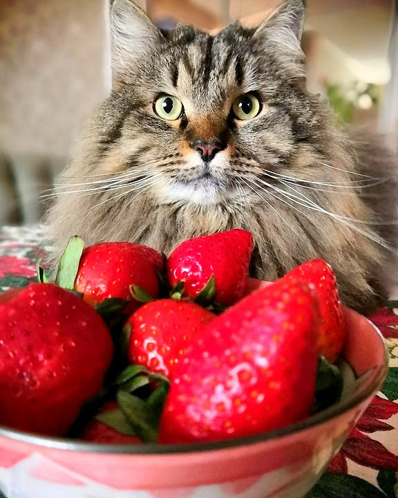 Can cats eat strawberries Get the info on forbidden fruits for cats