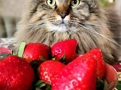 Associated image for Can cats eat strawberries? Get the info on forbidden fruits for cats