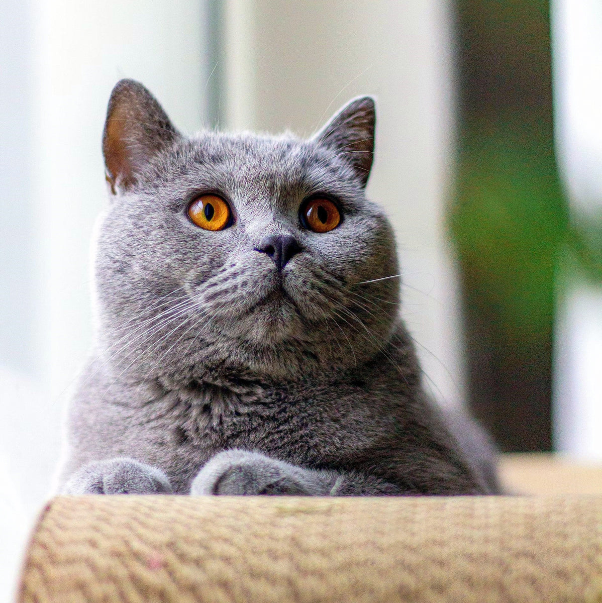 Best dry food 2025 for british shorthair cats