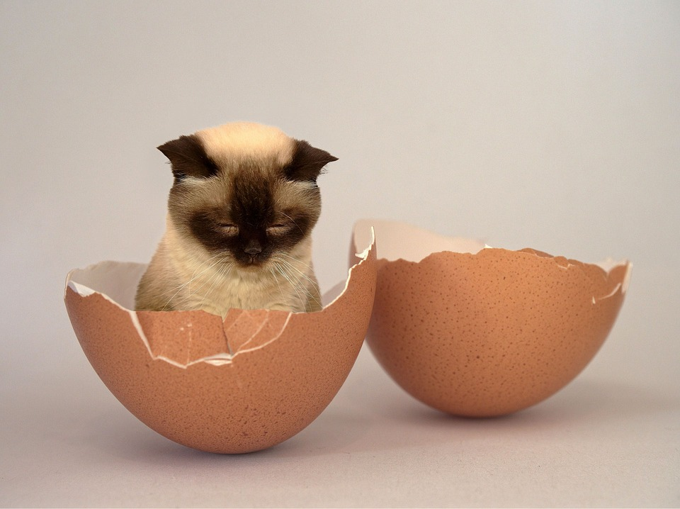 Will cats eat sales eggs