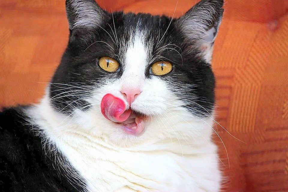 Can Cats Without Teeth Eat Dry Food: Surprising Facts Revealed