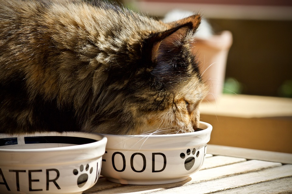 All you need to know about different types of cat food