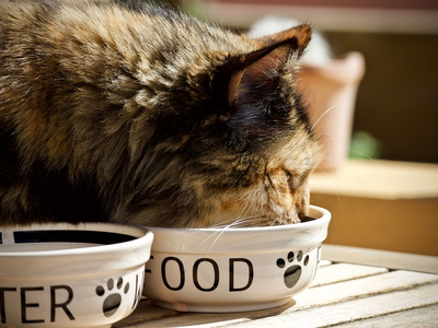 Associated image for All you need to know about different types of cat food